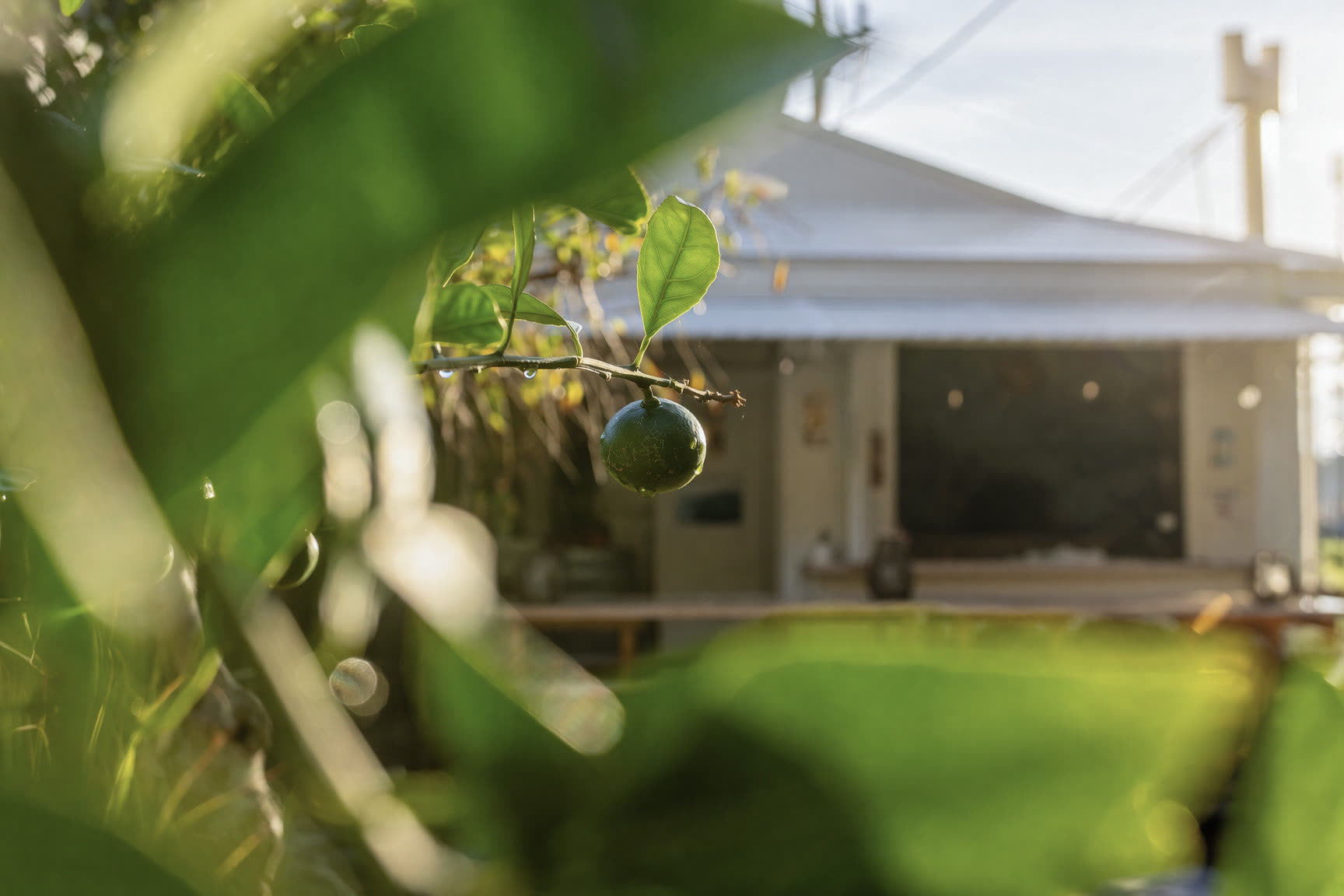 Citrus on the tree, the house behind